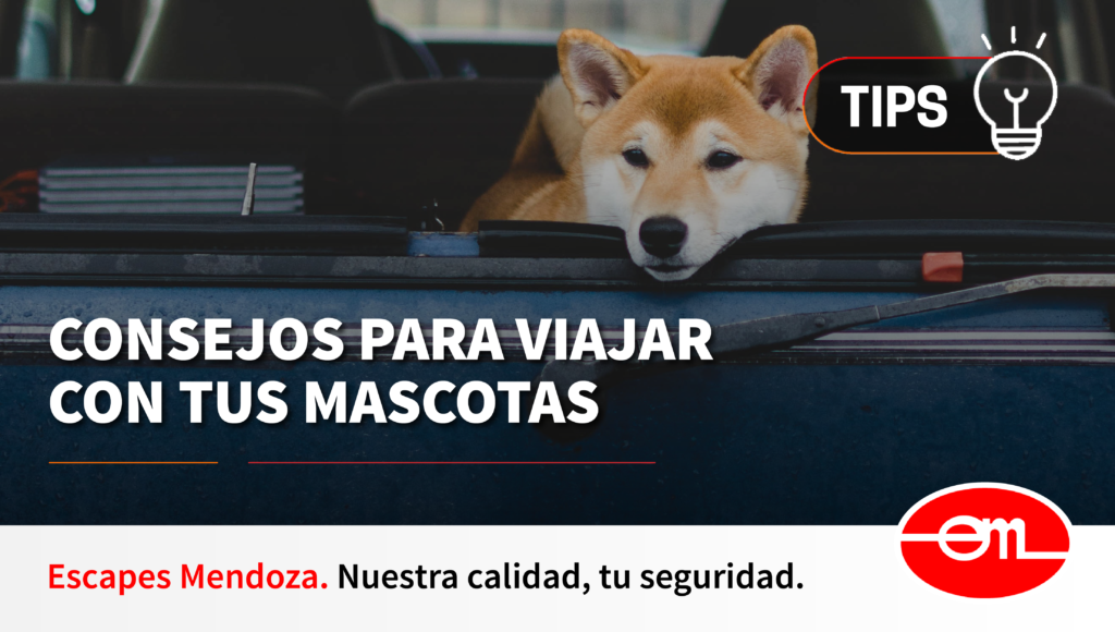 Consejos Para Viajar Con Tus Mascotas Escapes Mendoza