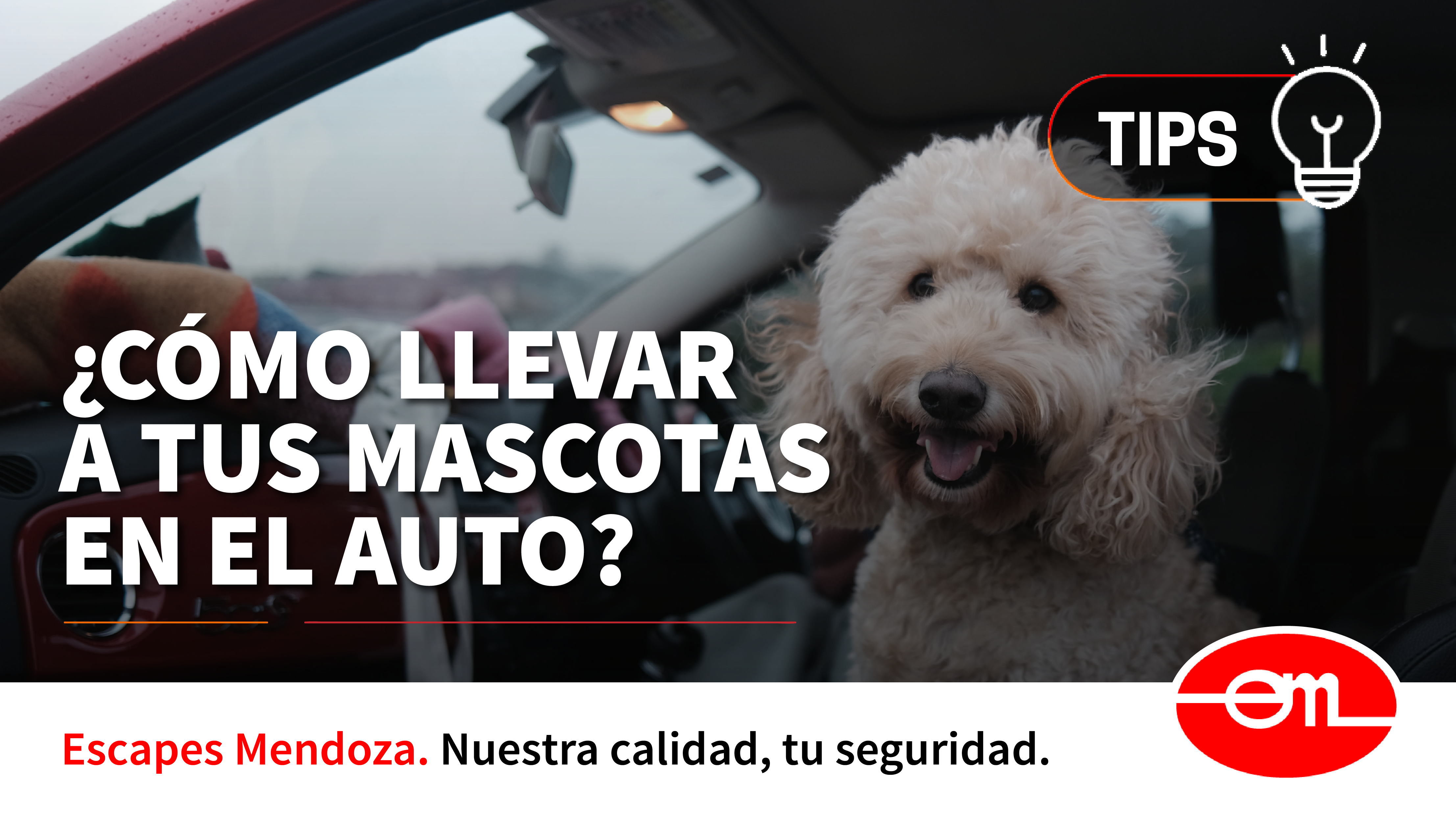 trasladar mascotas en auto