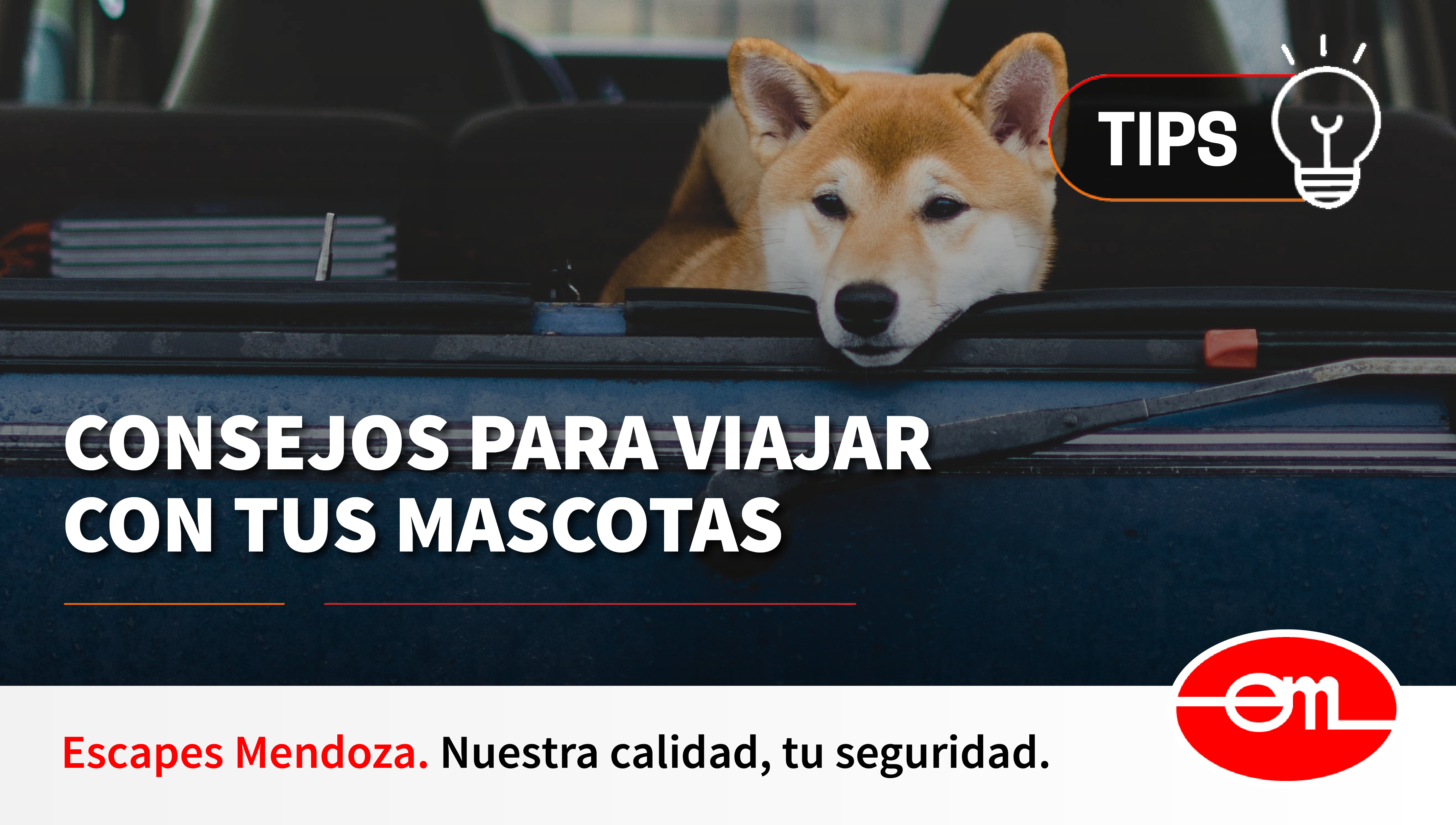 Consejos para viajar con tus mascotas